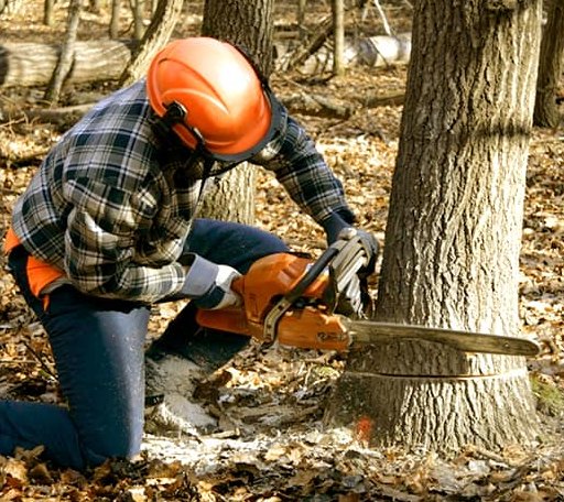 Tree Removal in Geneseo, KS